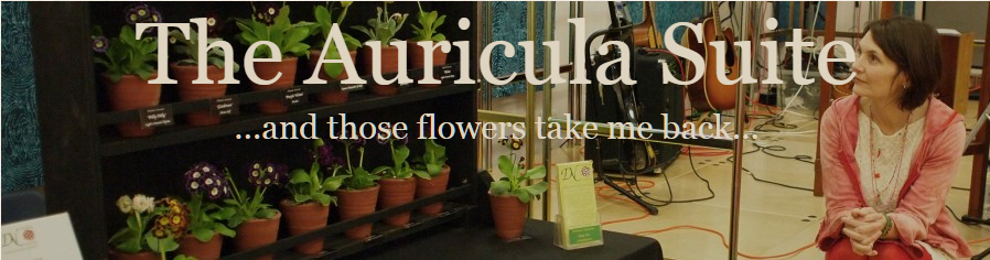 Auricula header