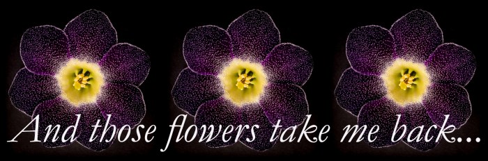 3 flower logo