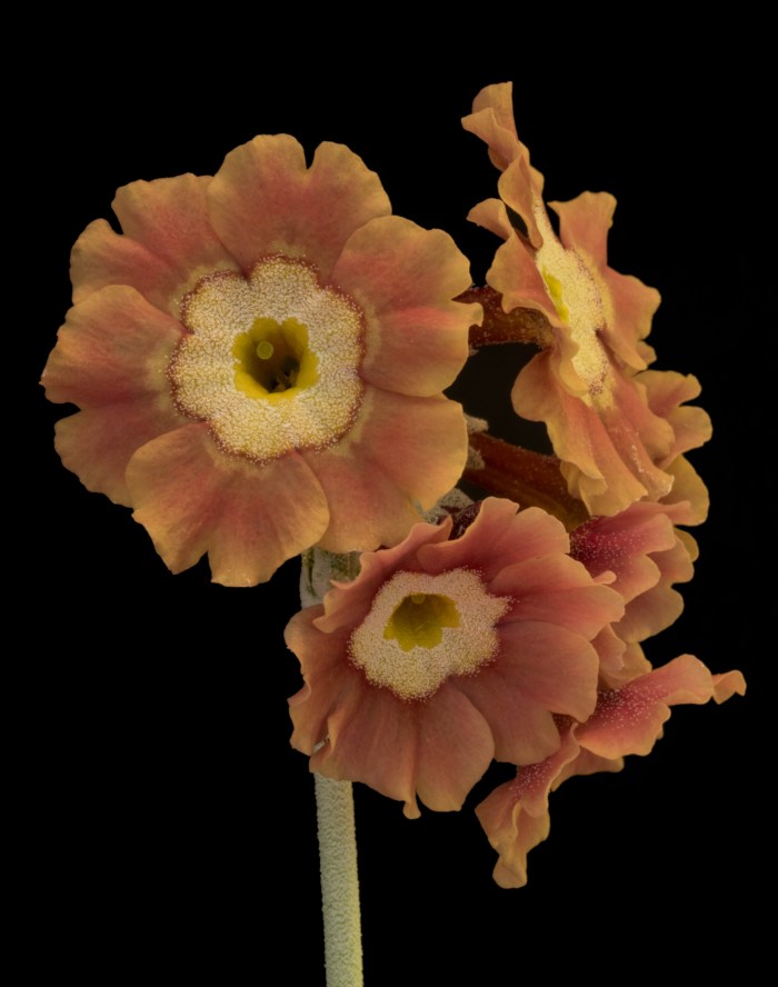 George Swinford's Leathercoat